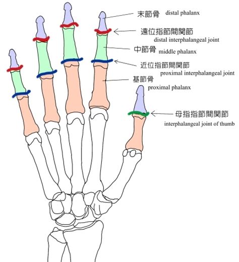 指節意思